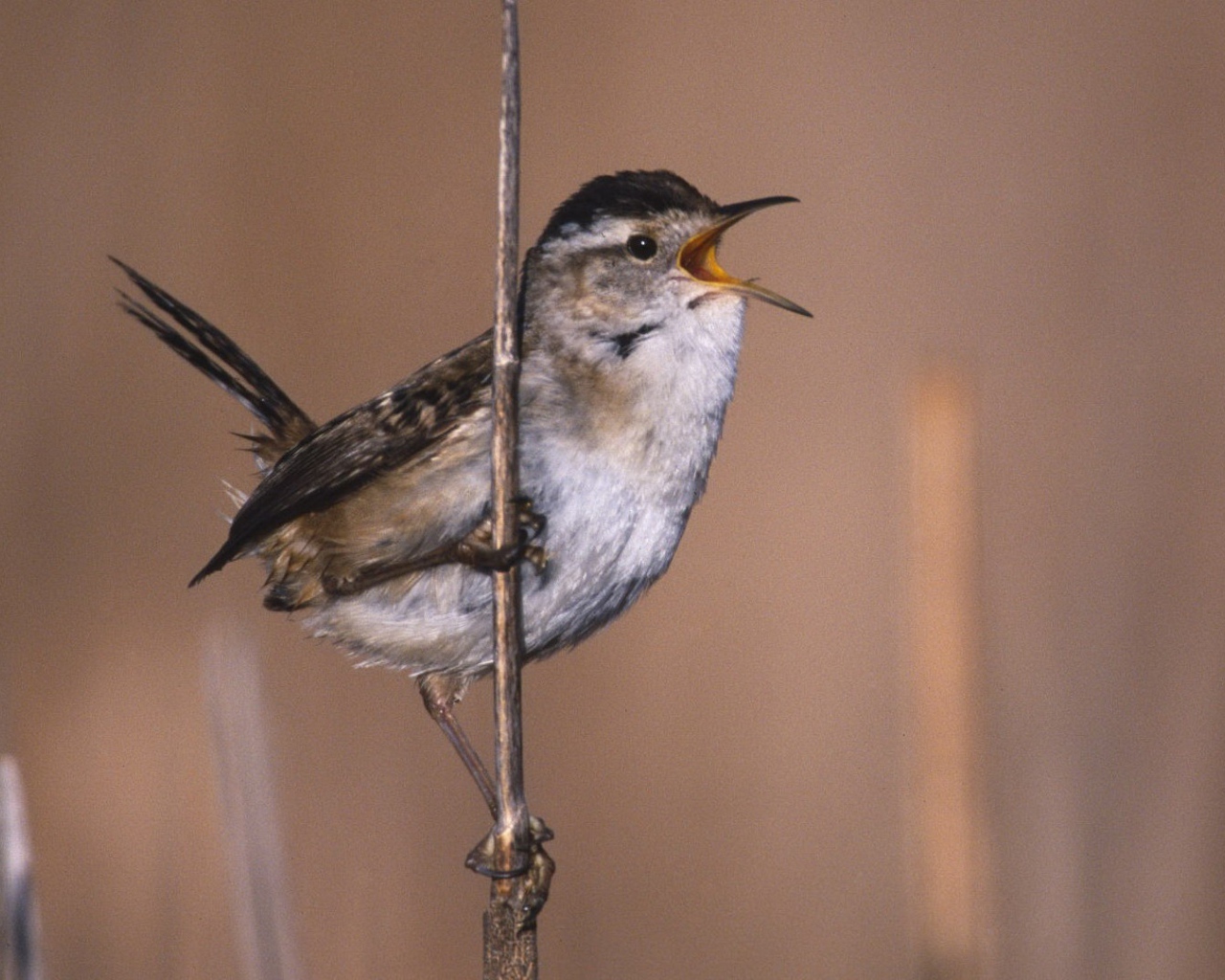 Певчая птица