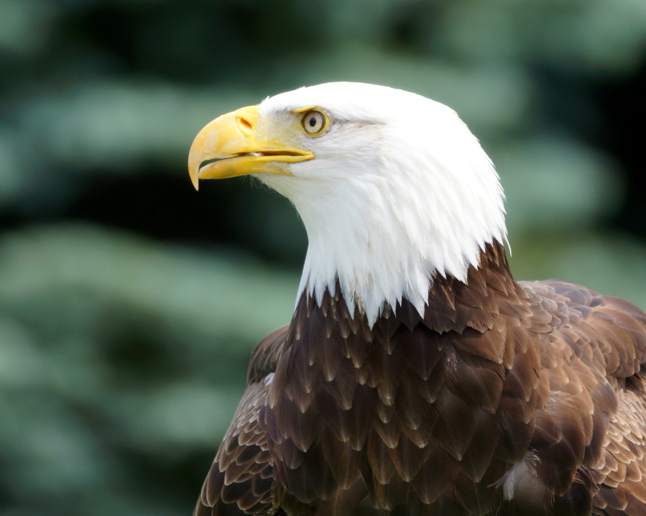 Белоголовый орлан