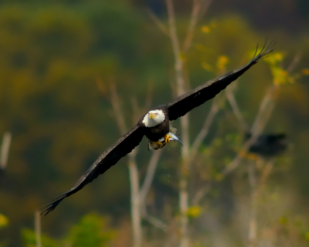 Белоголовый орел
