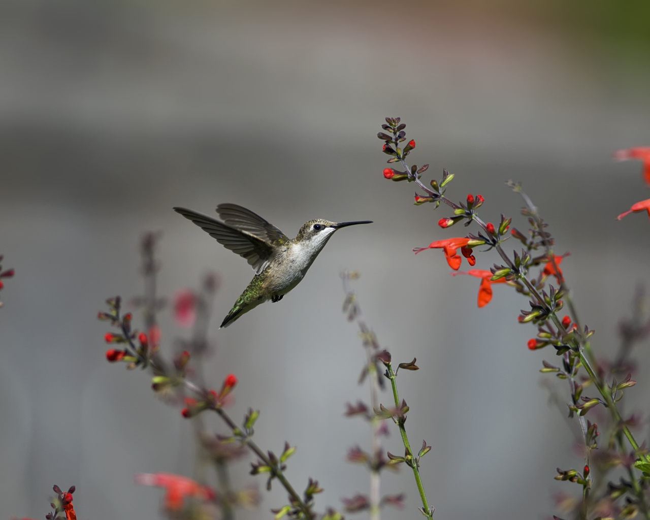 Птица колибри у цветка