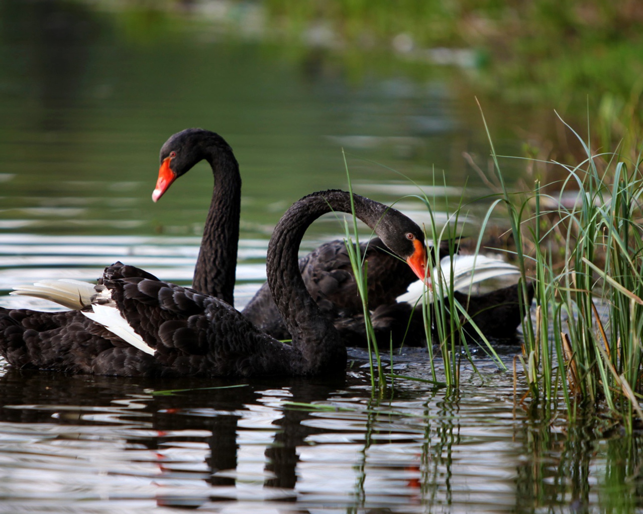	   Black swans swim in the lake