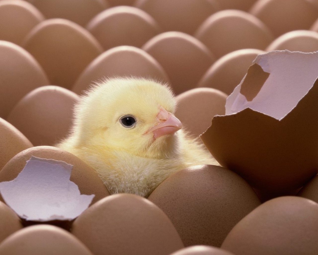 Цыпленок вылупился из яйца