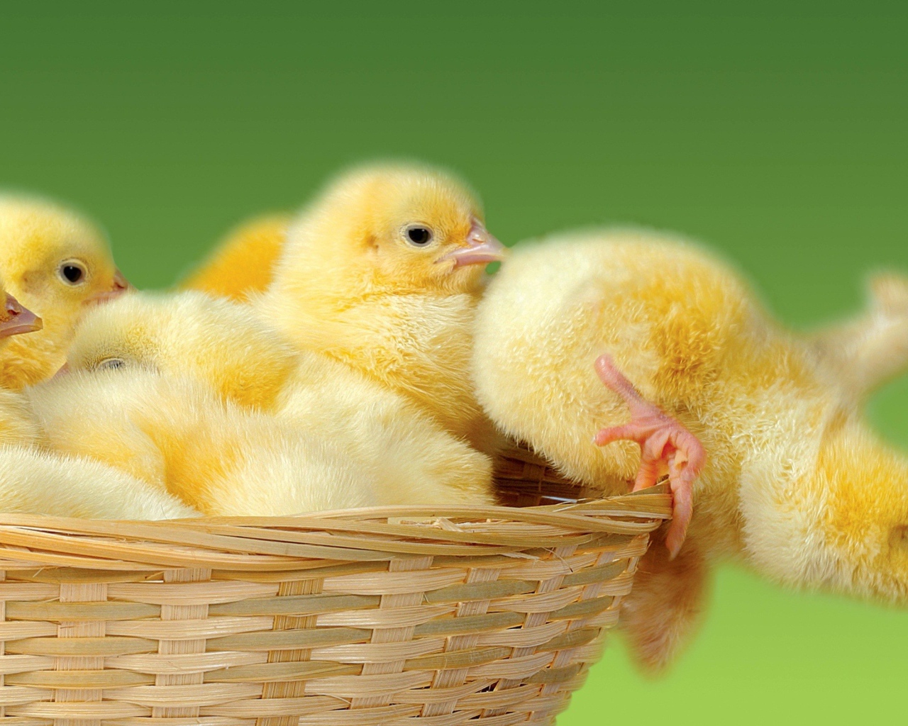 Цыплята в корзине