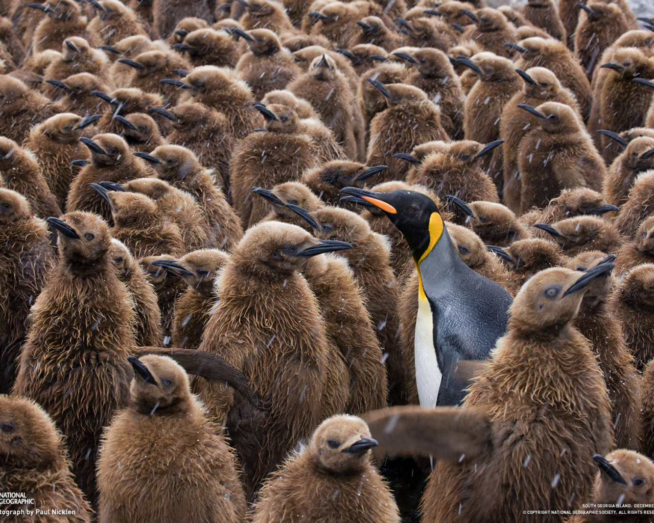 Птенцы пингвинов