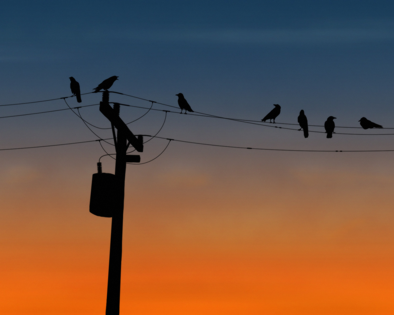 Вороны на проводах