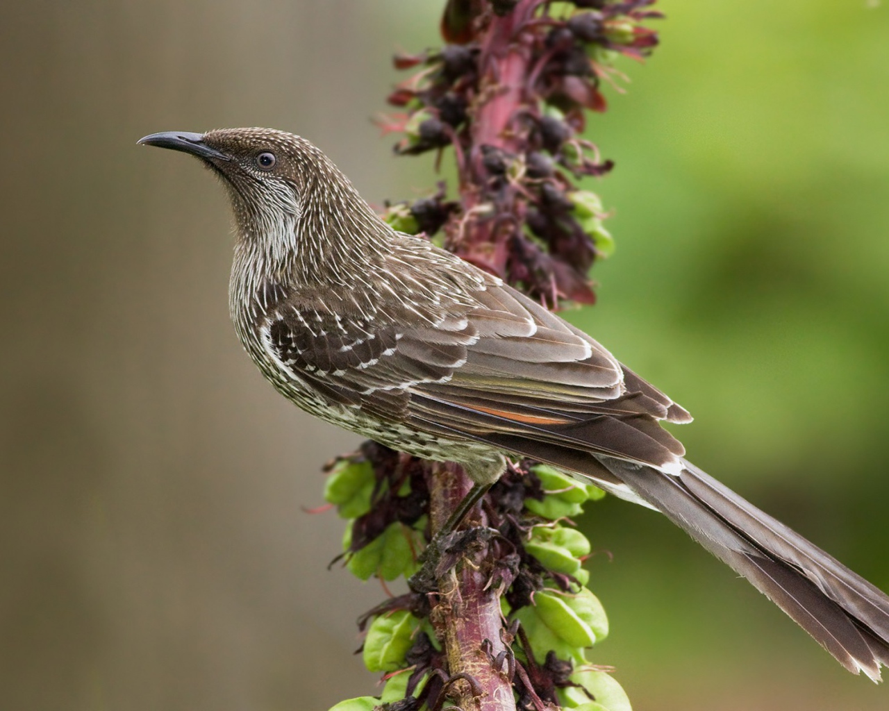 Кукушка на ветке