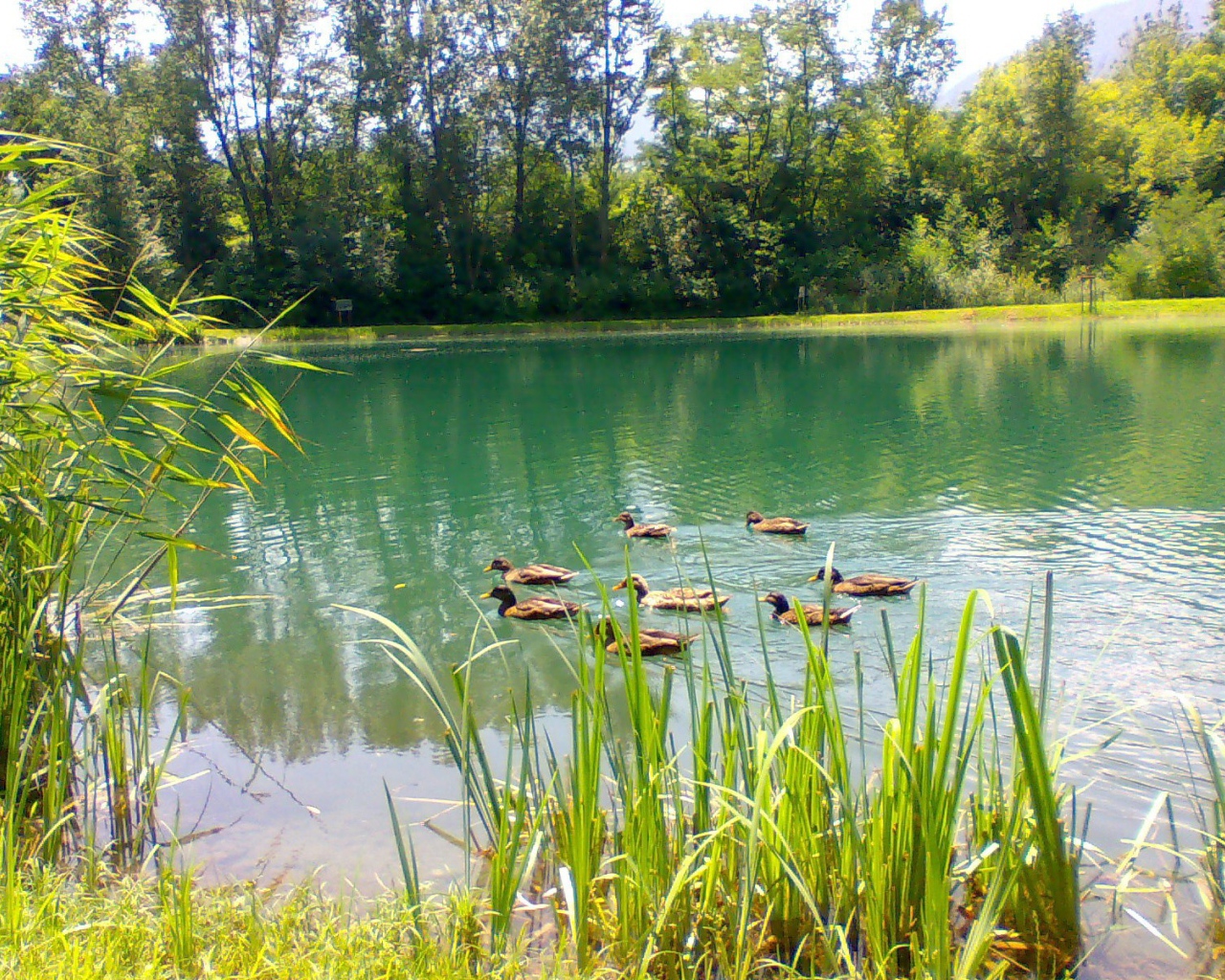 Утки плавают по озеру