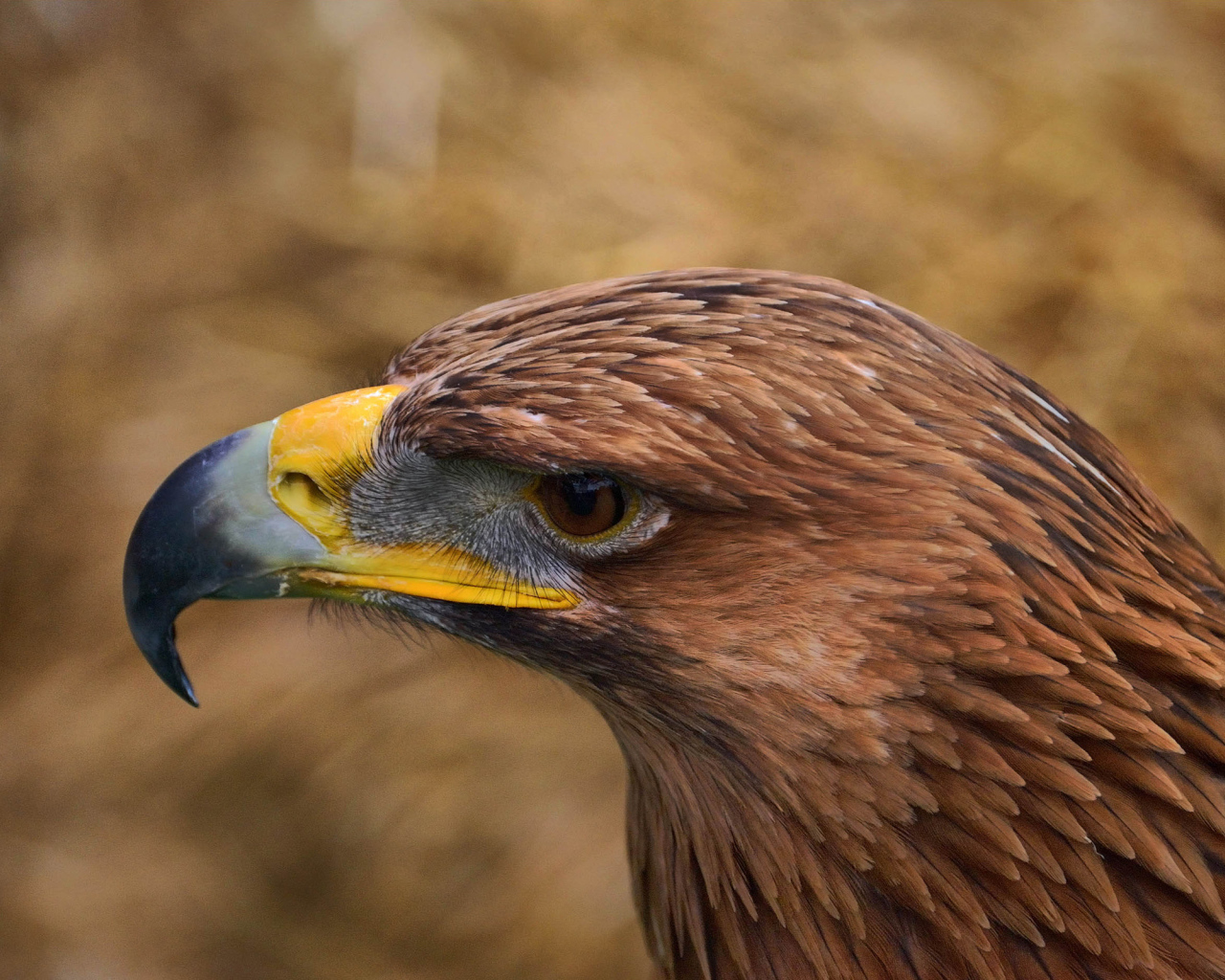 Орел с желтым клювом