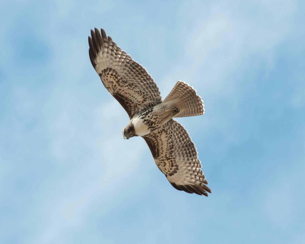 Сокол в полете