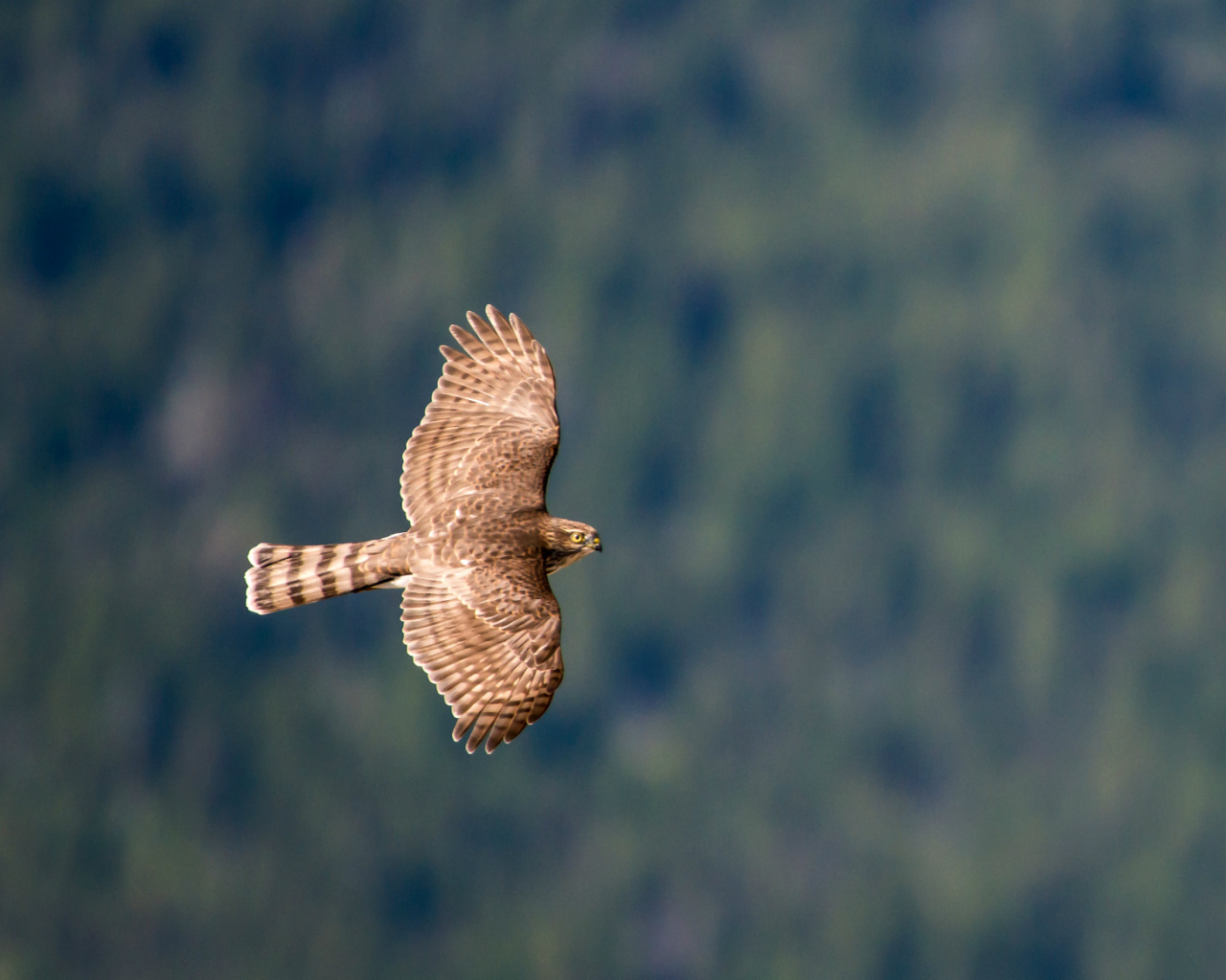 Ястреб в полете