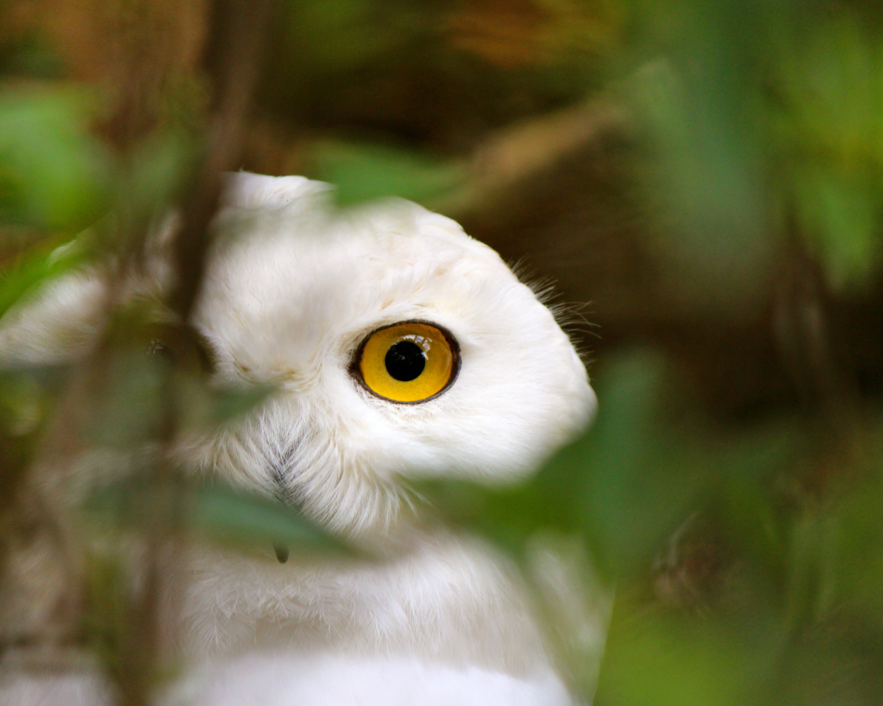 Голова белой совы