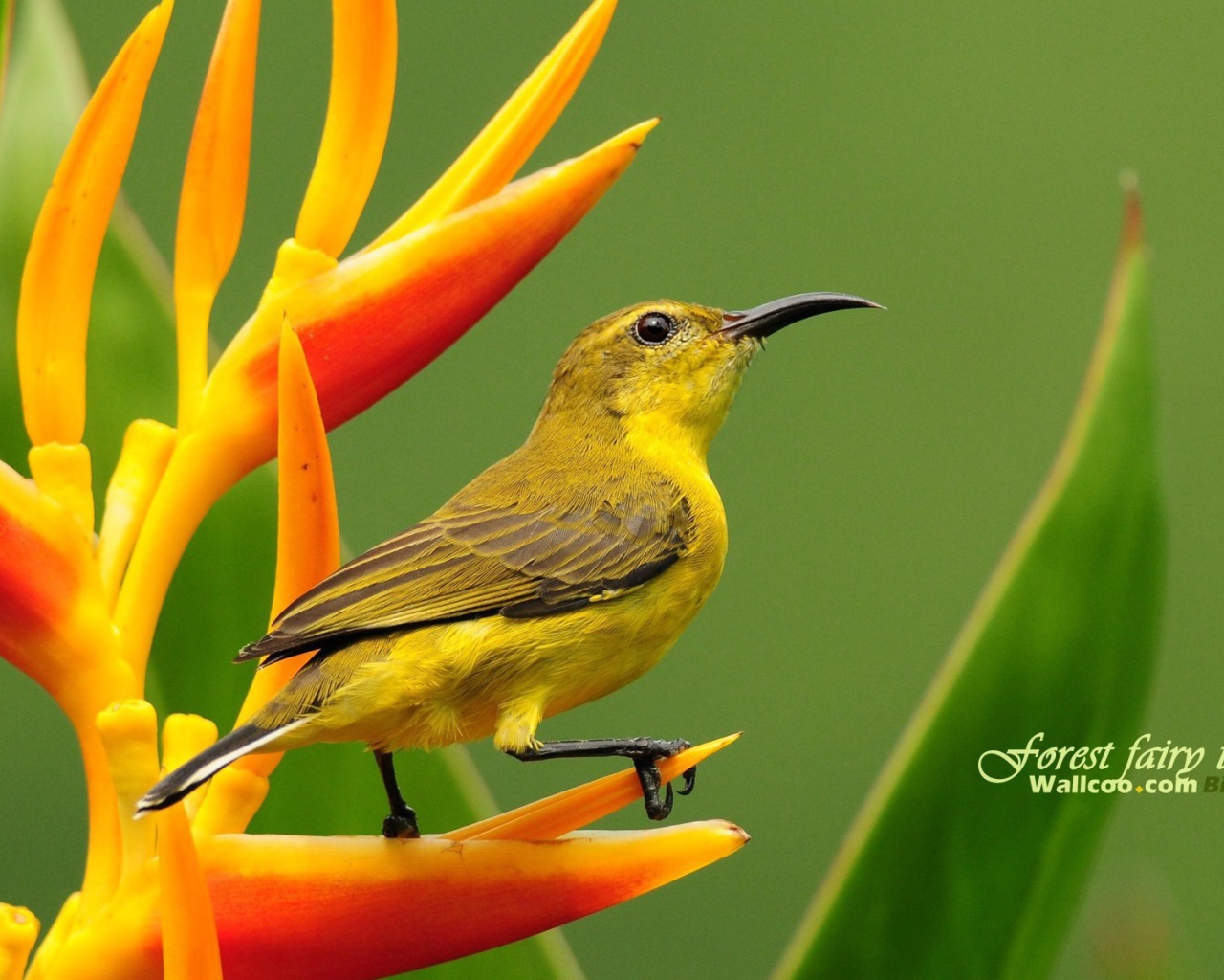 Колибри на цветке