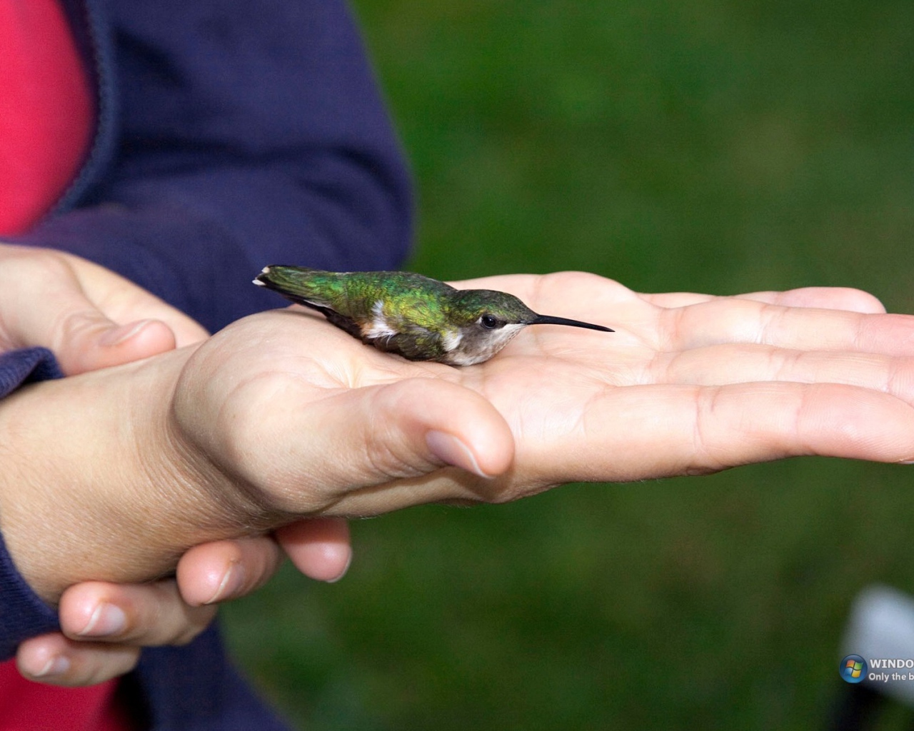 Колибри на ладони