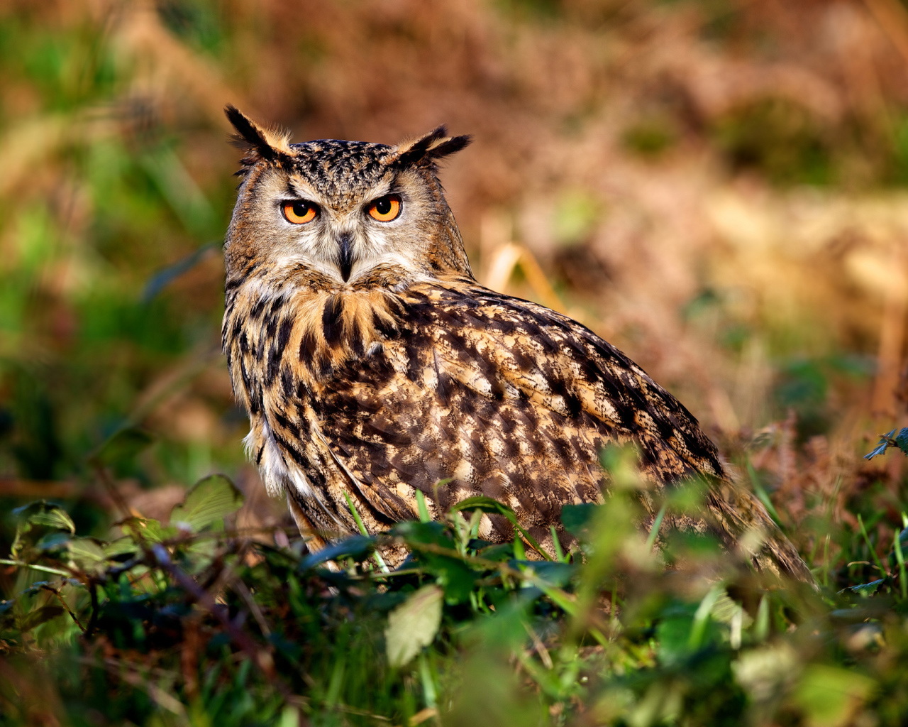 Ушастая сова