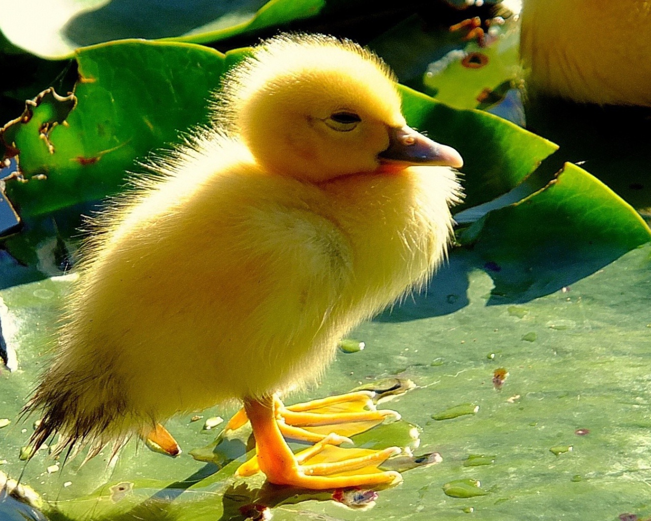 Птенец на листе лилии