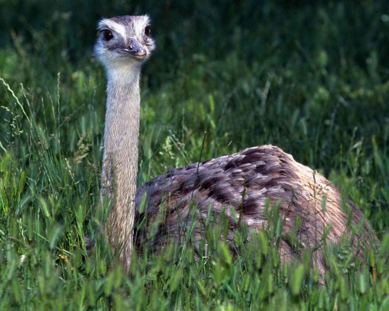 Страус в траве