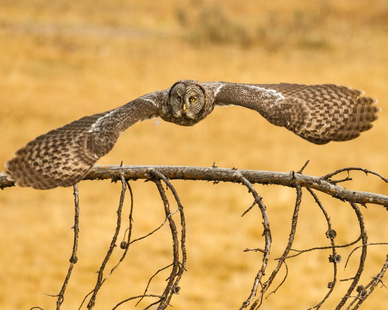 Сова бородатая неясыть