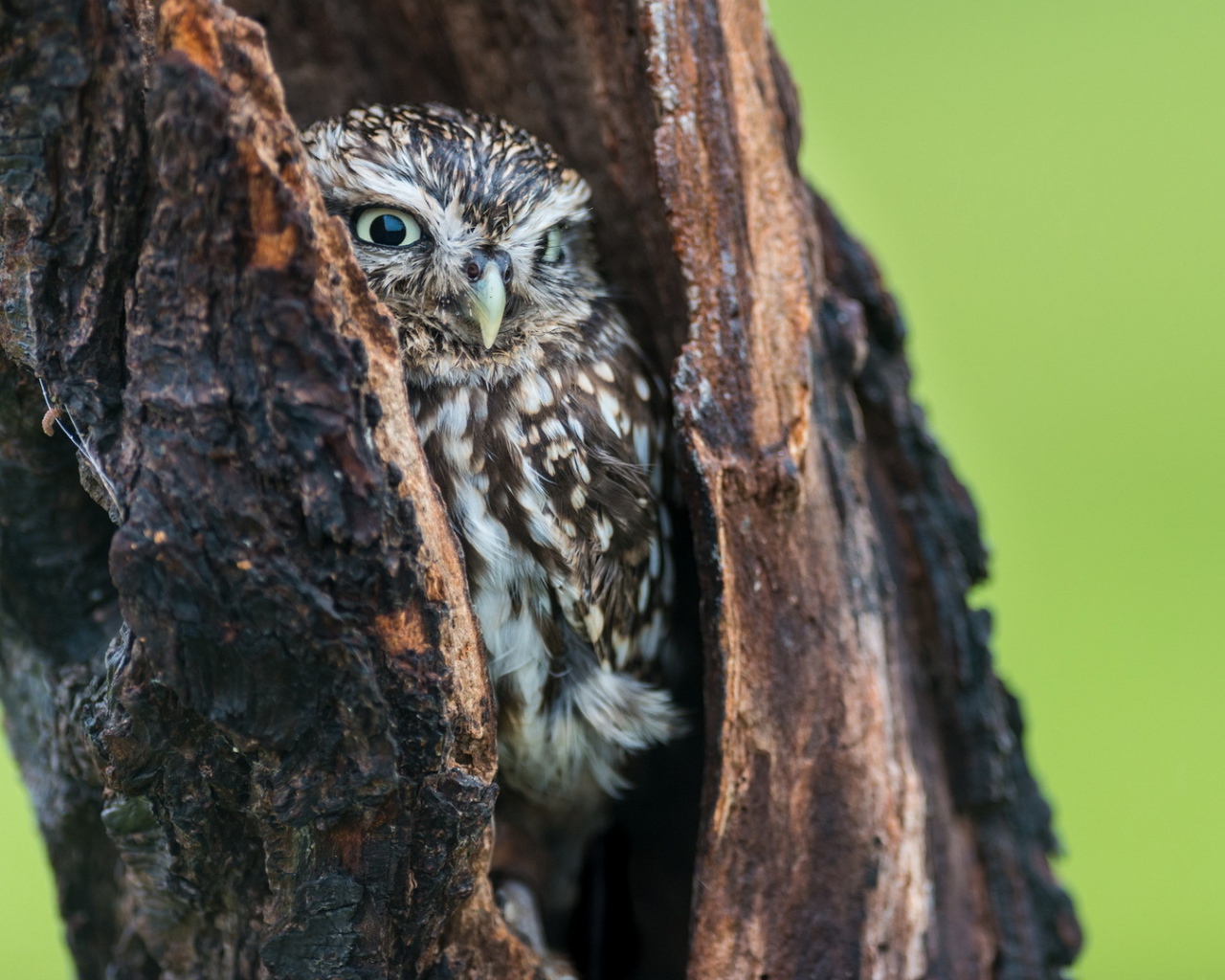 Сова в дупле