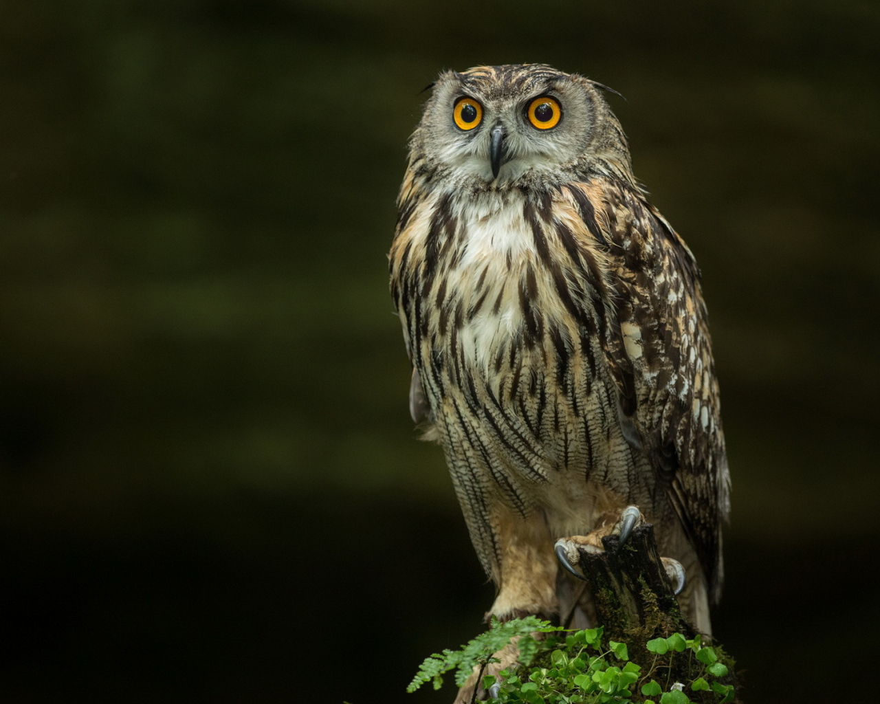 Сова на черном фоне