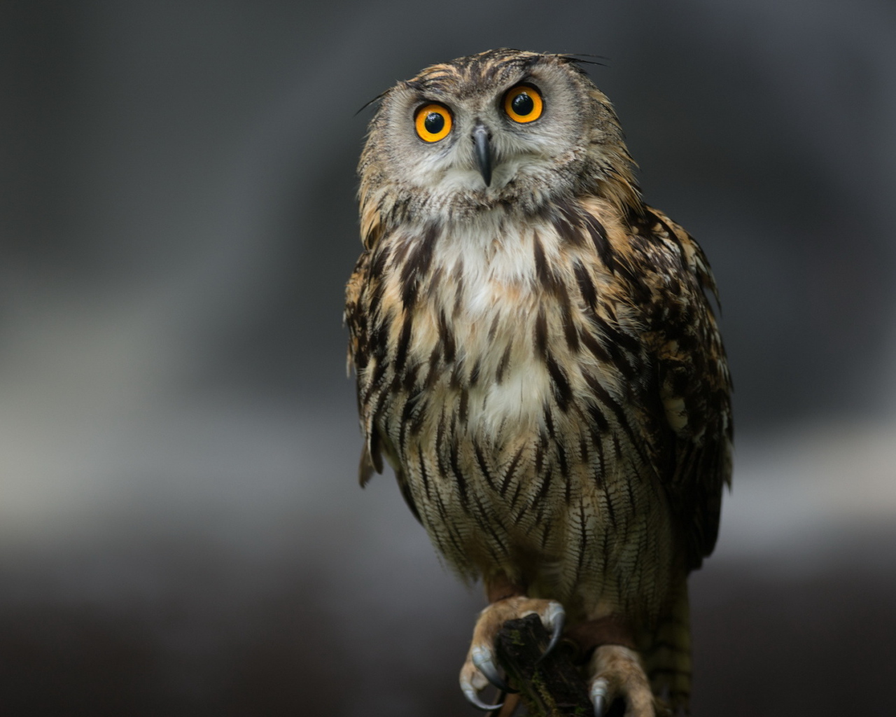 Сова на сером фоне