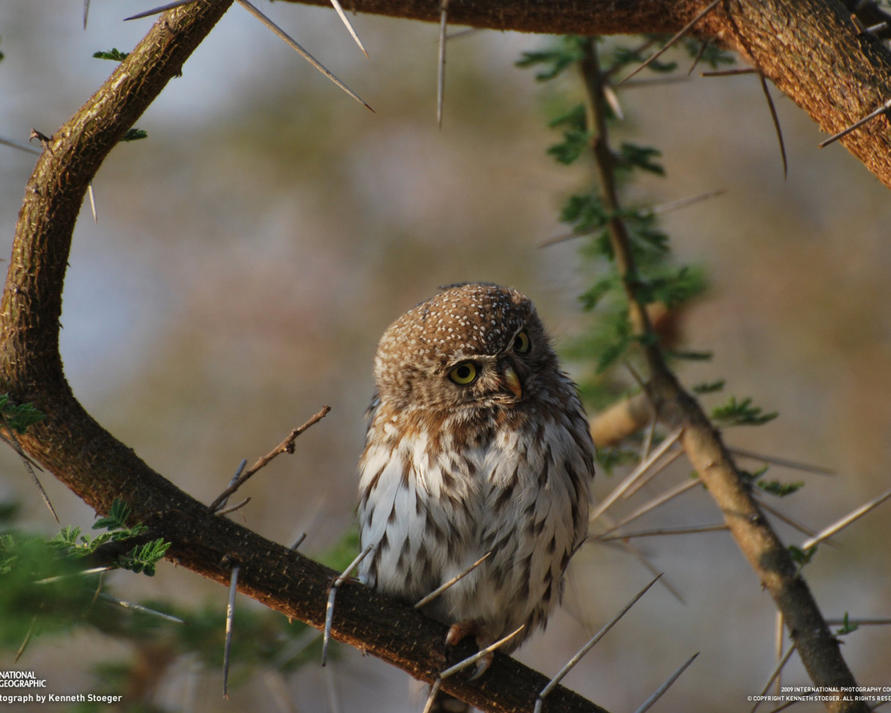 Сова на колючем дереве