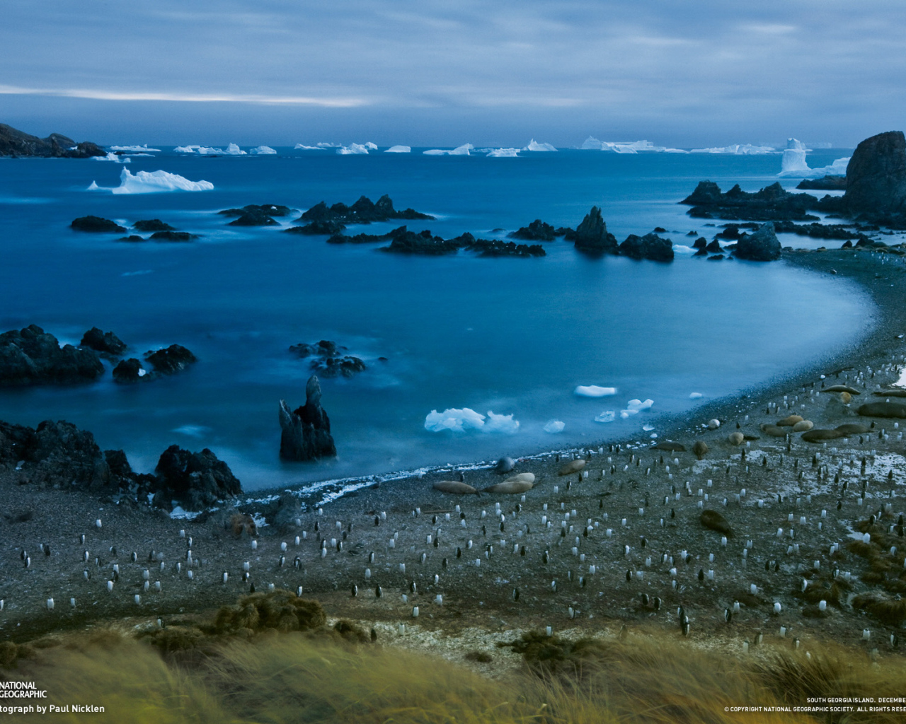 Пингвины на берегу моря