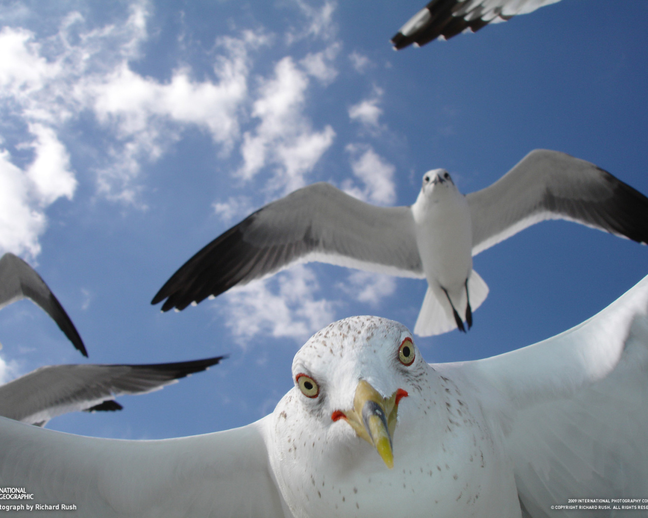 Портрет чайки в полете