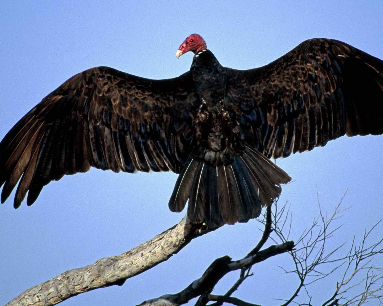 Птица из Турции