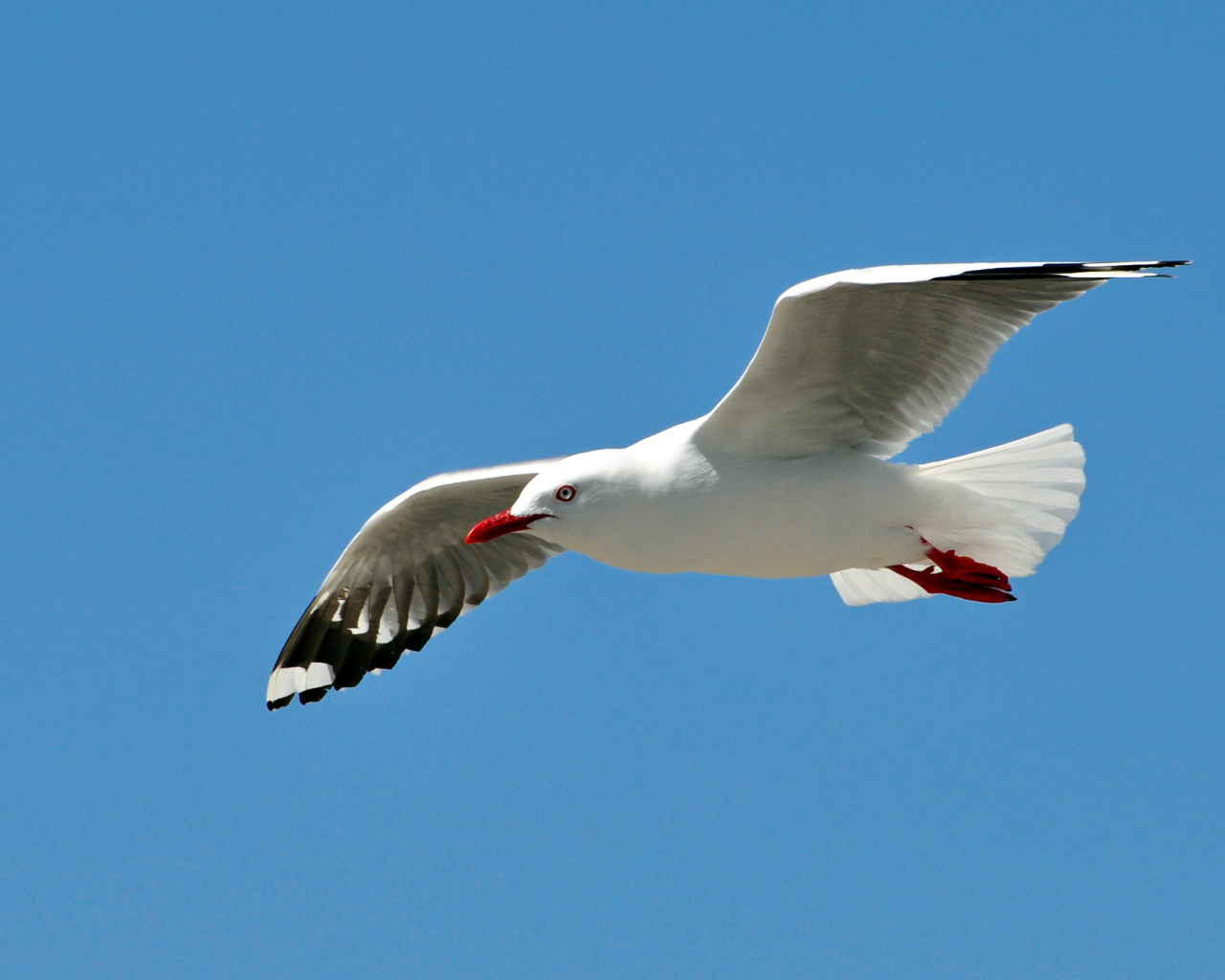 Чайка в полете