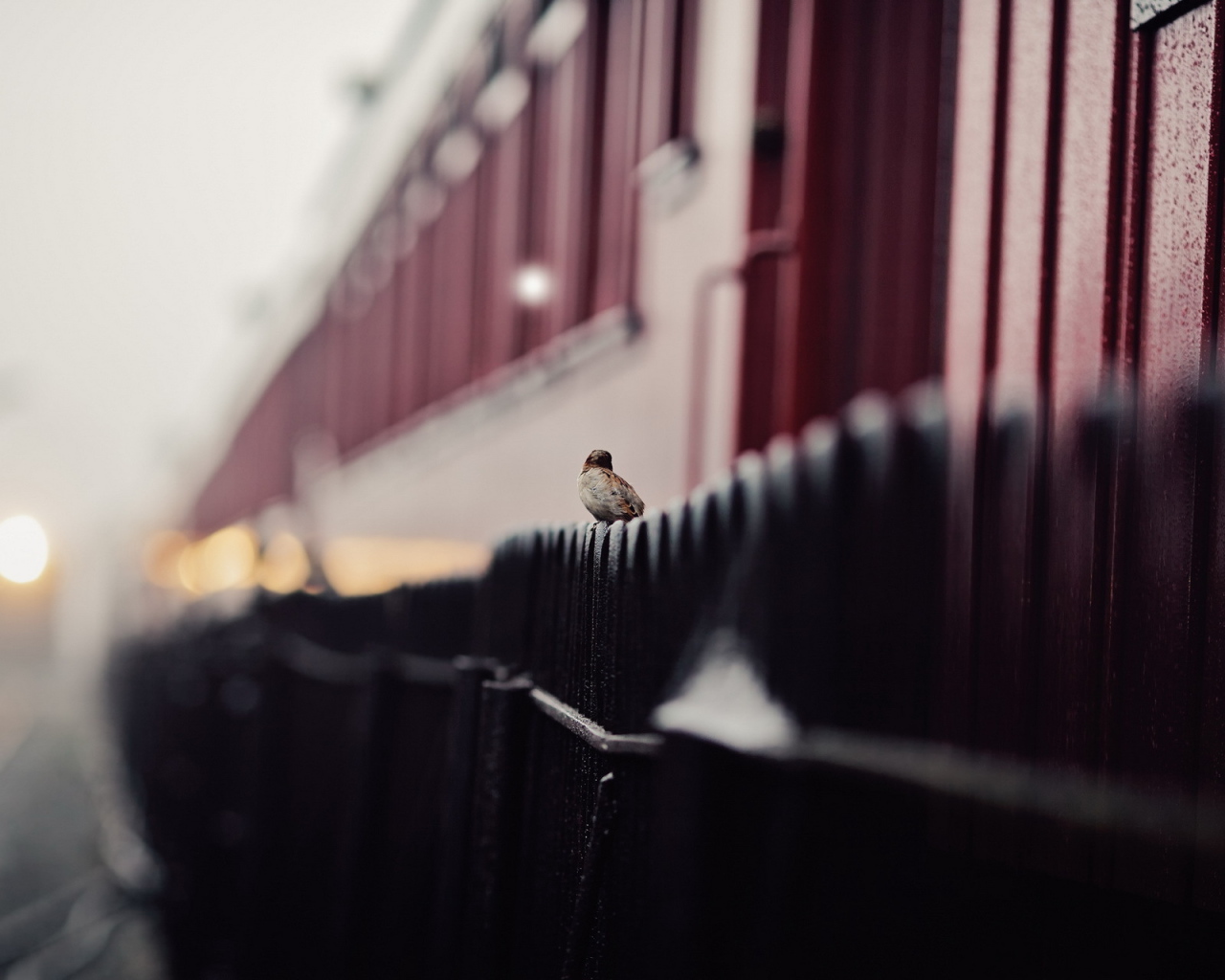 Воробей сидит на заборе