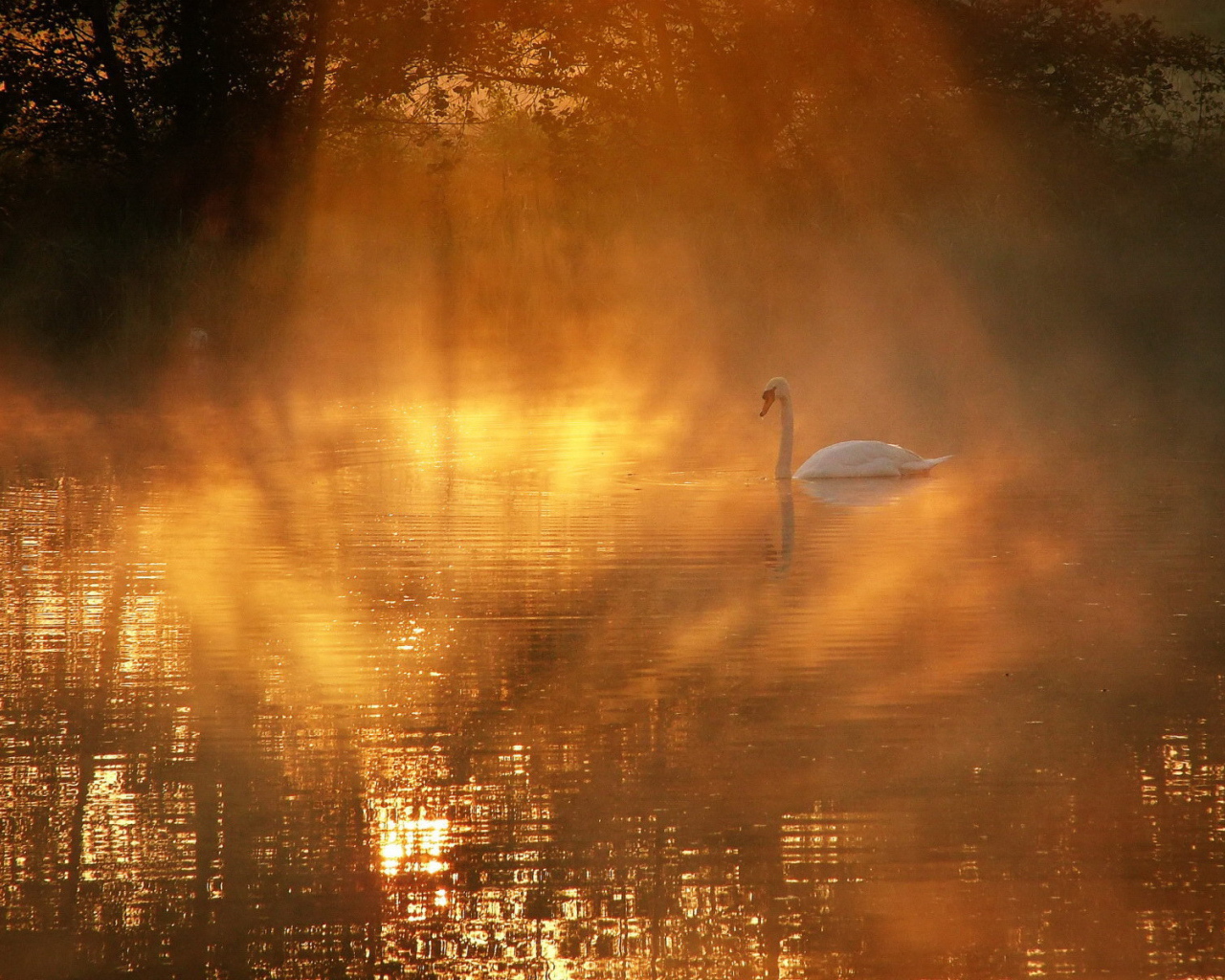 Лебедь в солнечных лучах