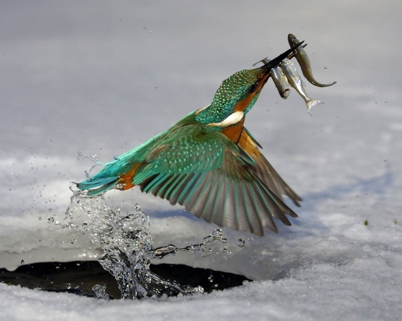 Птица поймала рыбу под льдом