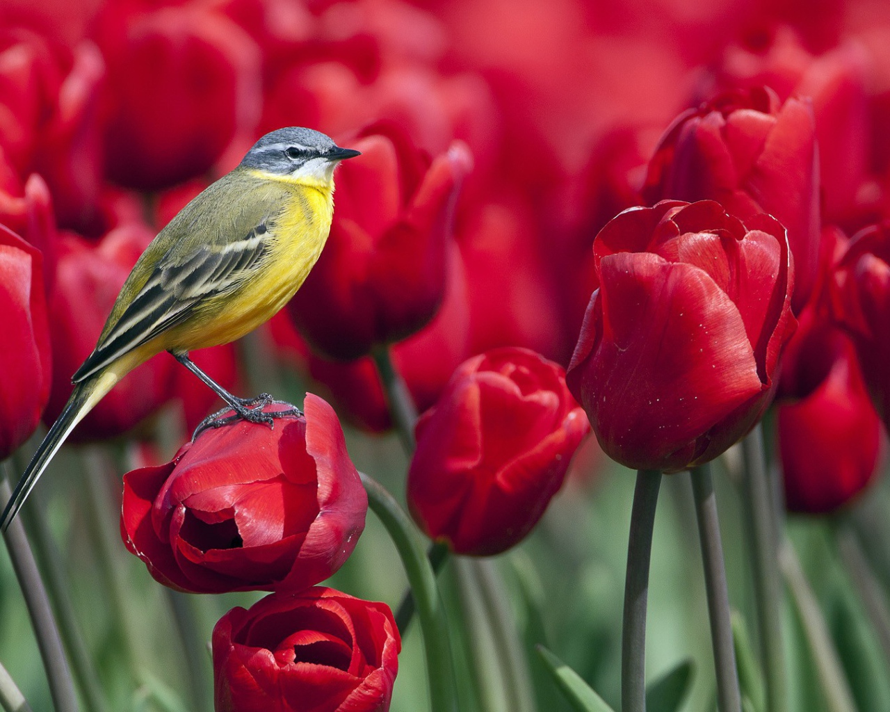 Синица сидит на тюльпане