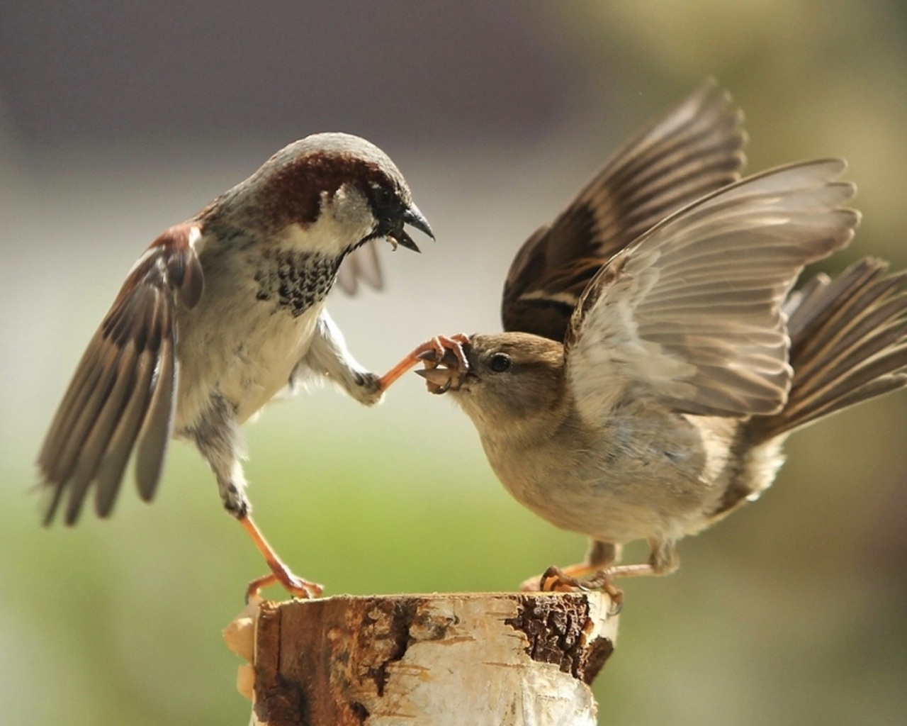 Два воробья дерутся