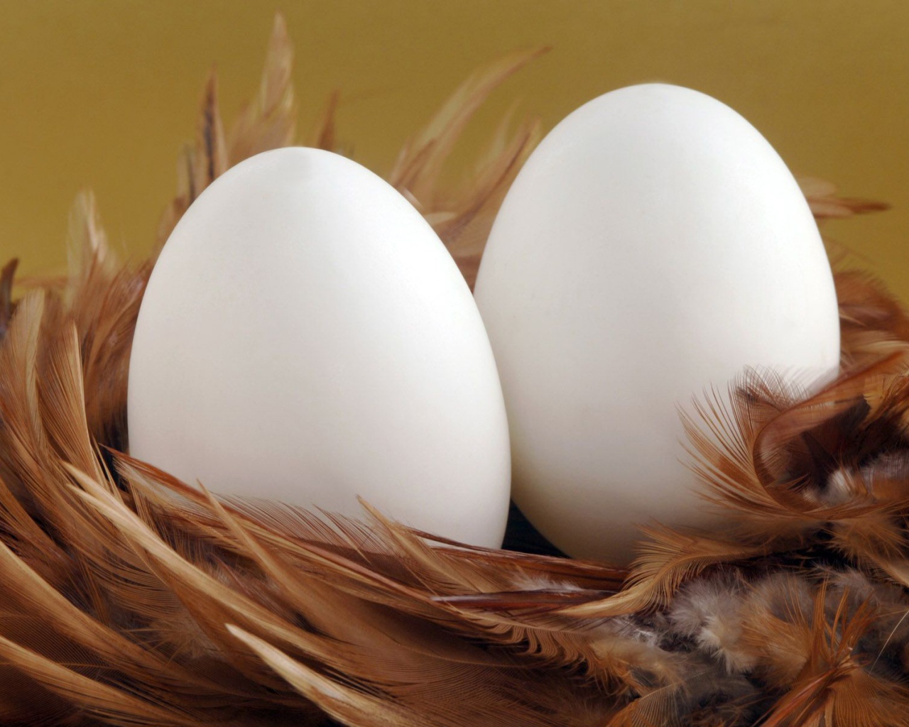 Два яйца в гнезде