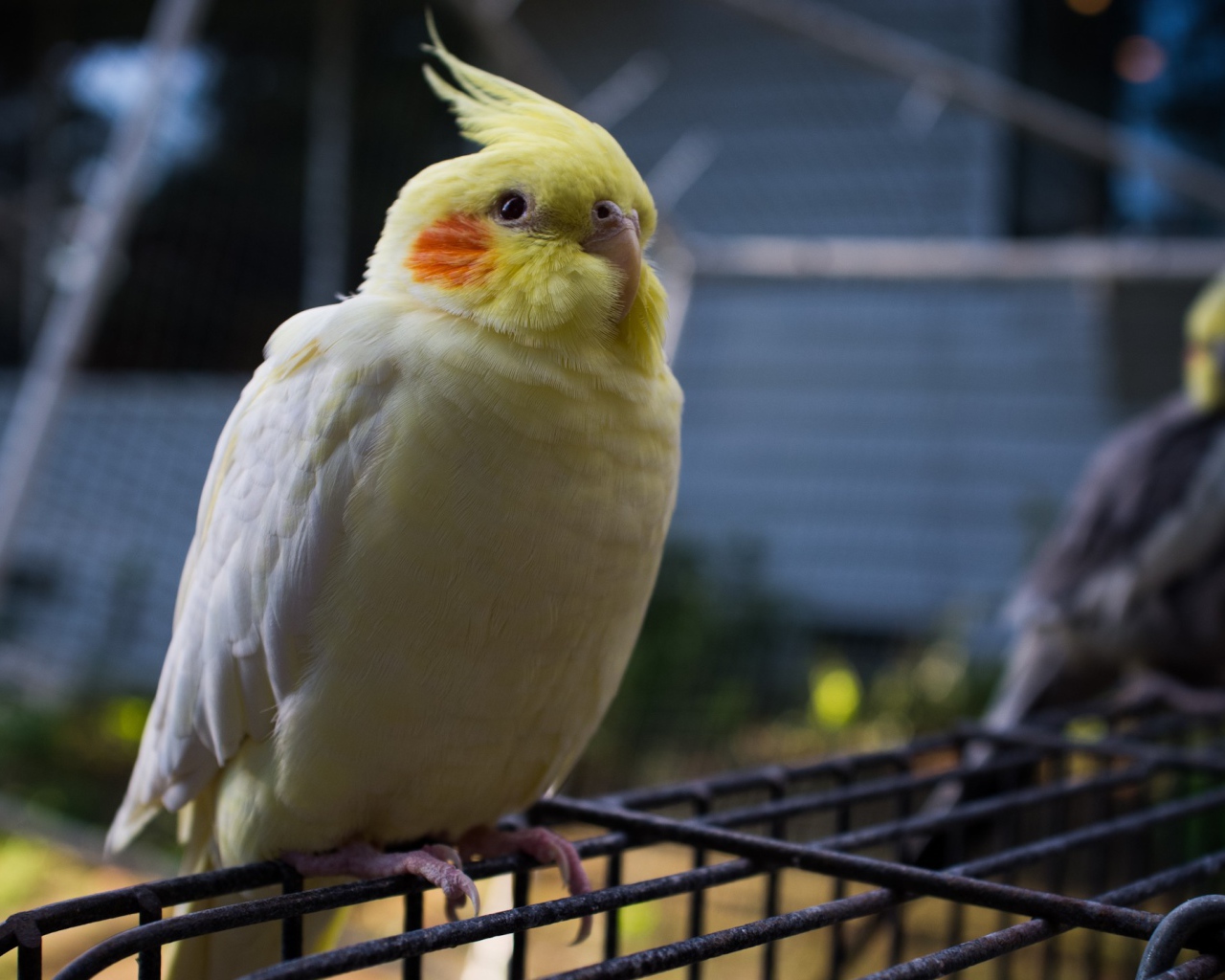 Бело желтый попугай