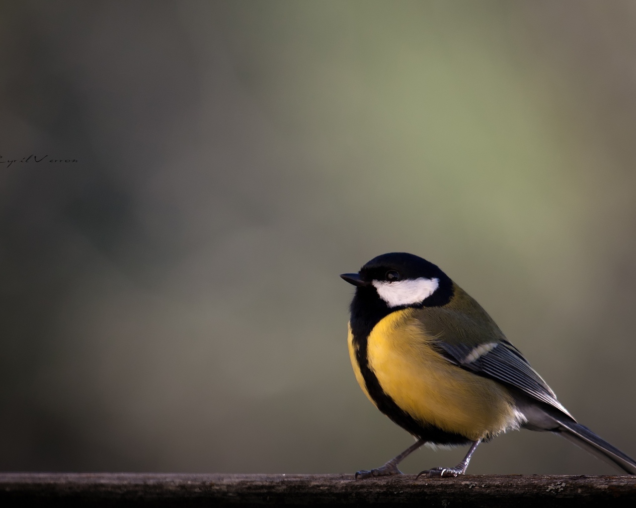 Желтая синица