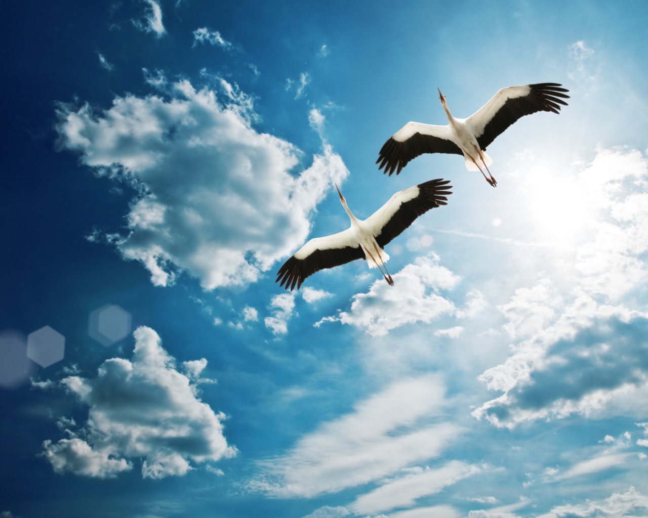 Аисты в полете