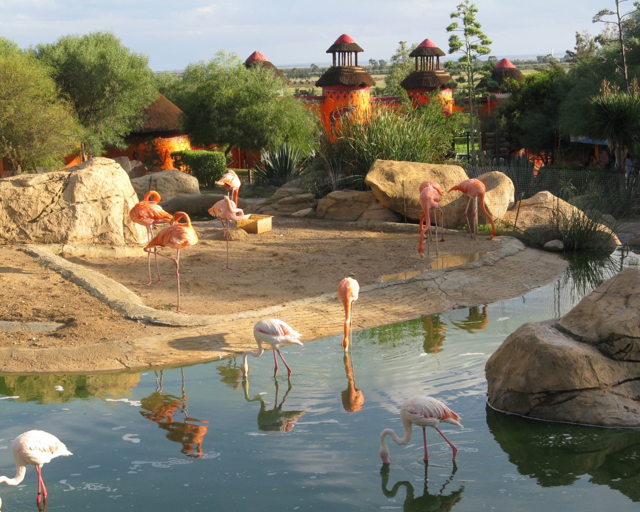 Фламинго в зоопарке