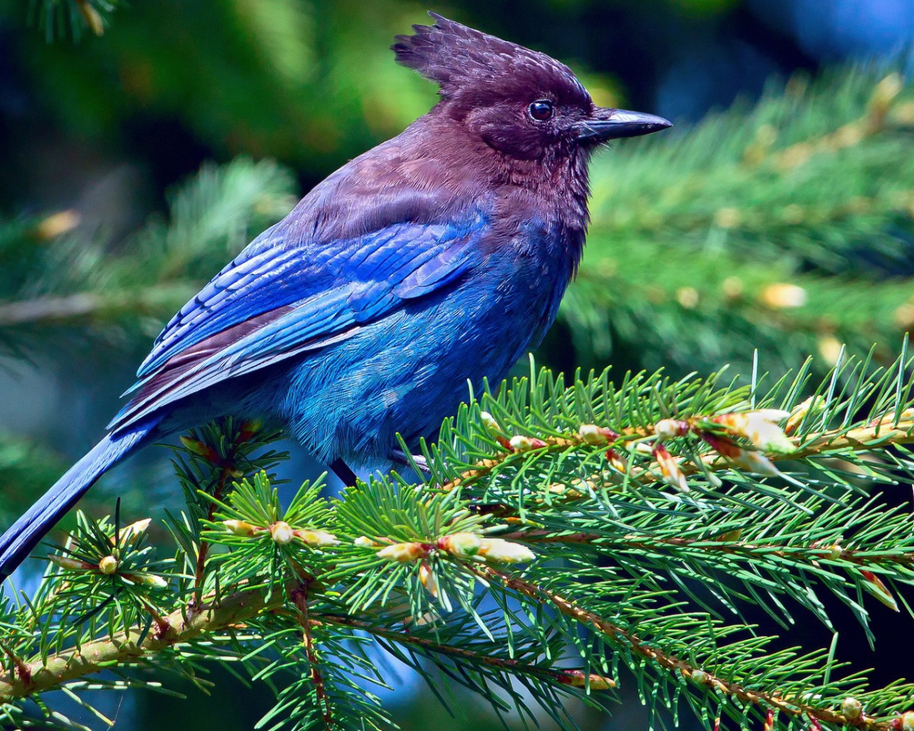 Cиняя птичка на ёлке