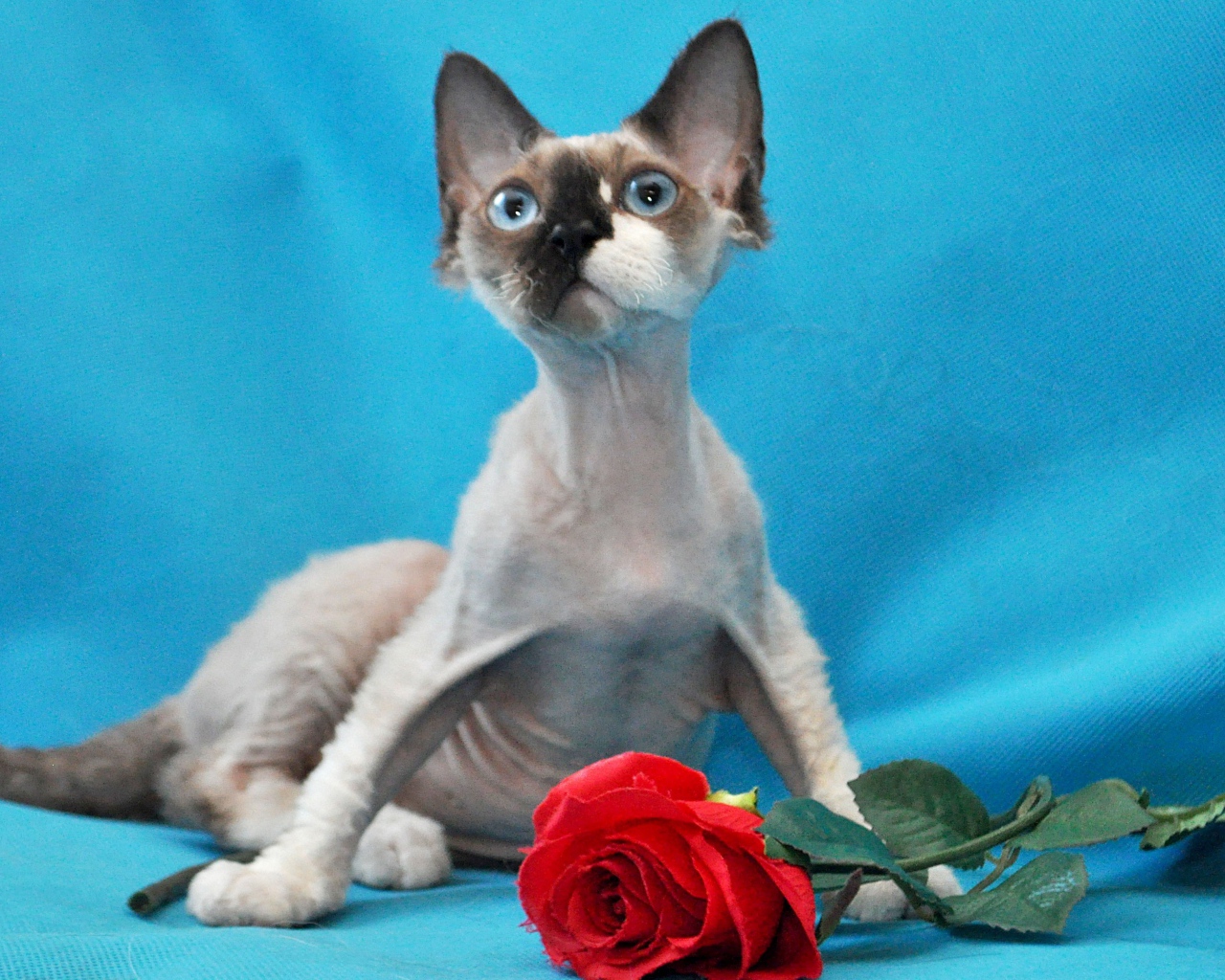 Роза для корниш рекс