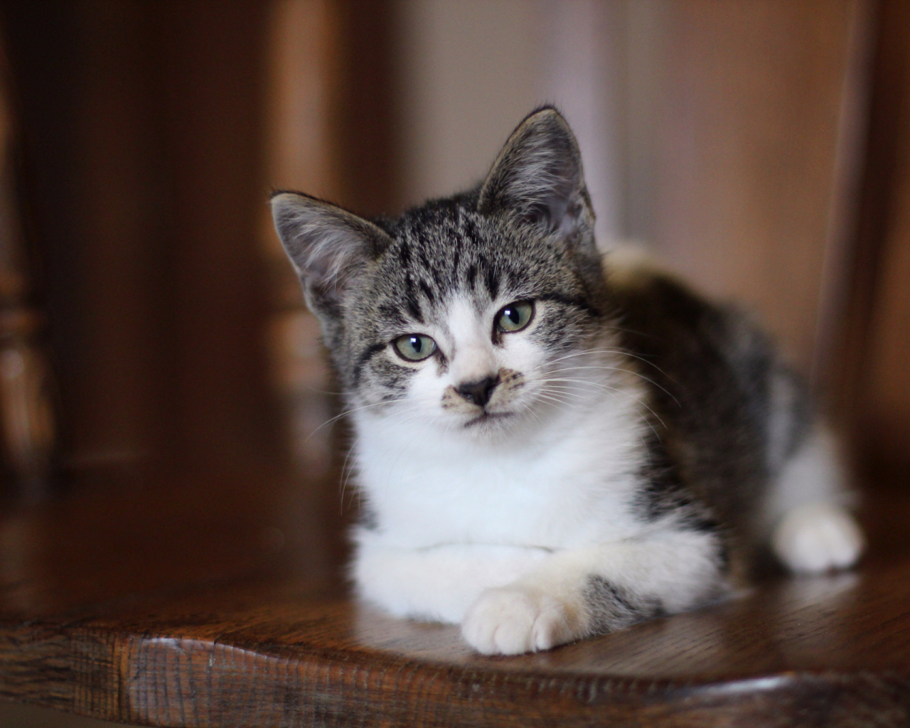 Внимательный взгляд серого кота