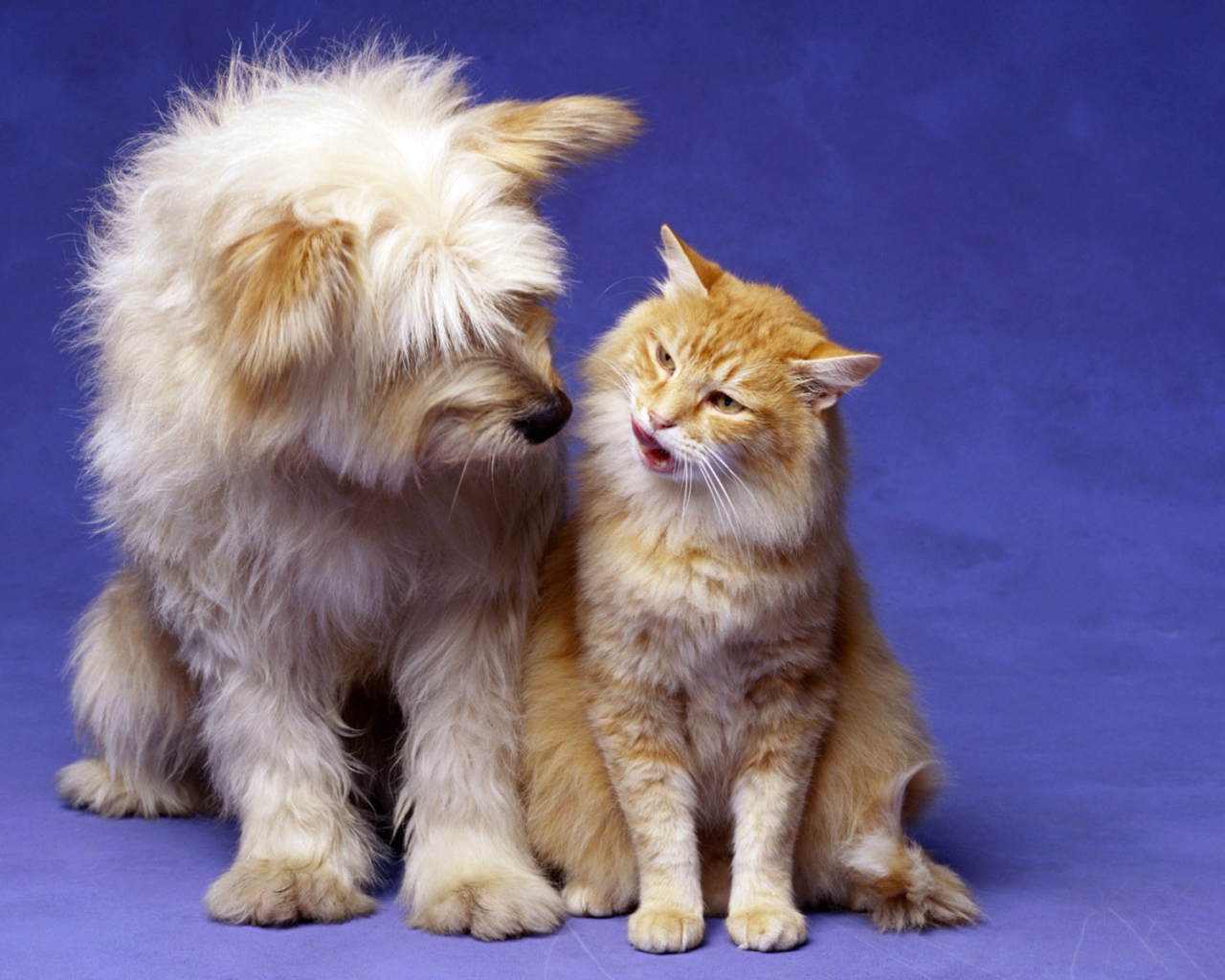 Кошка и собака лучшие друзья