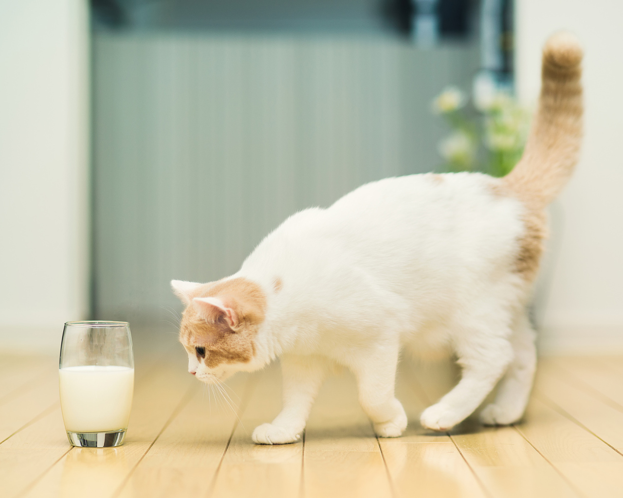 Кошка и стакан с молоком