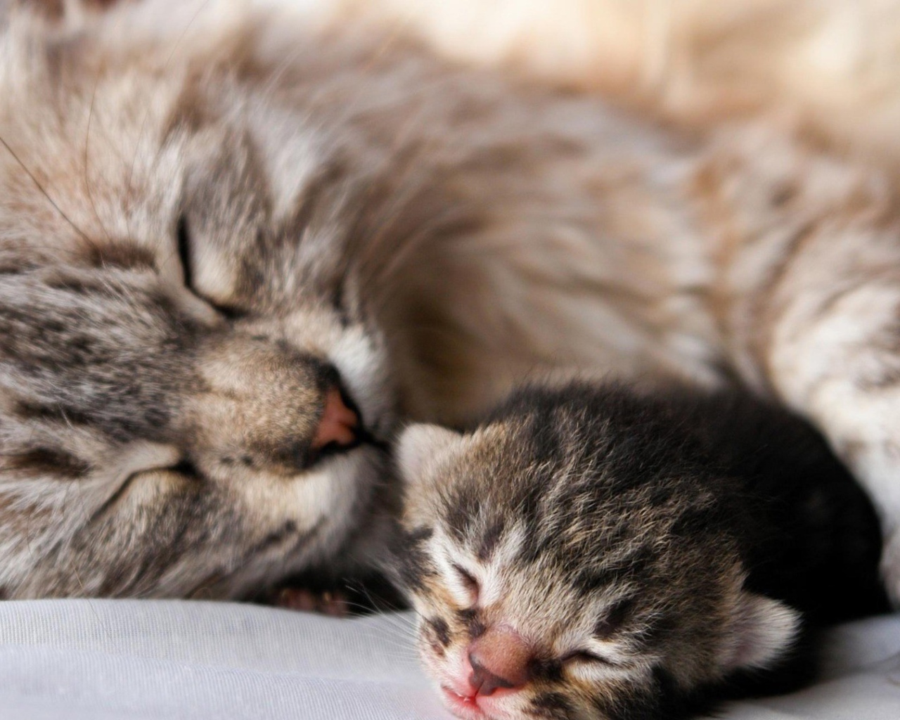 Кошка с котенком