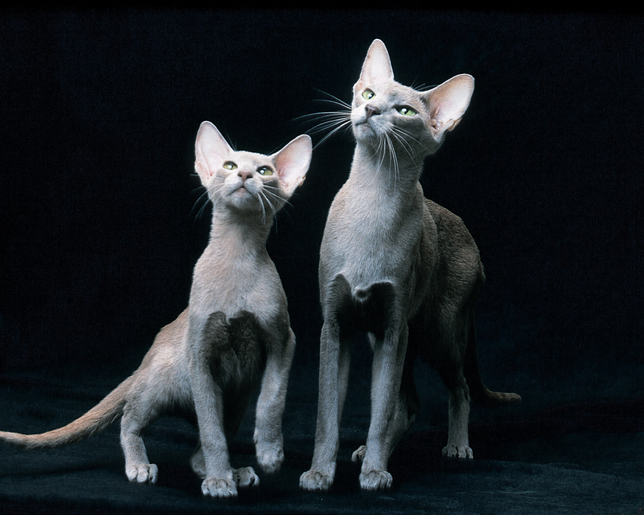 Пара ориентальных короткошерстных кошек