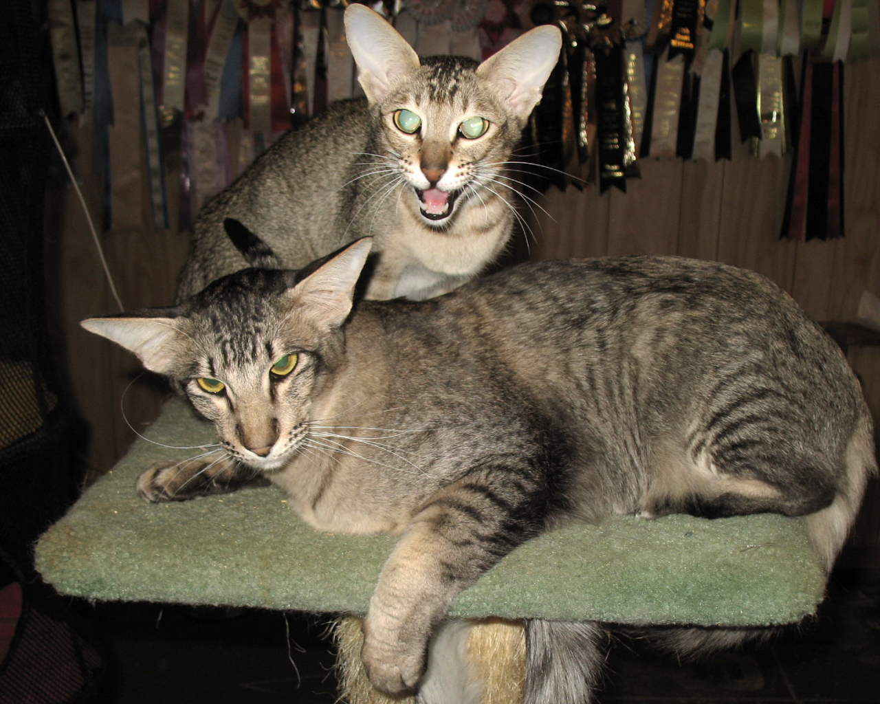 Пара ориентальных длинношерстных кошек