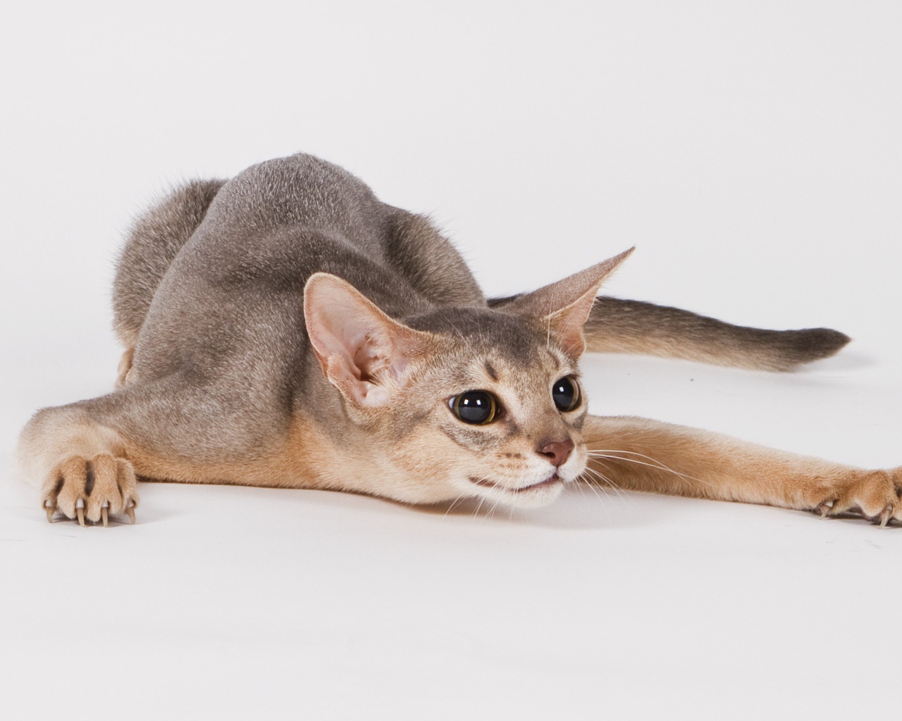 Абиссинская кошка на охоте