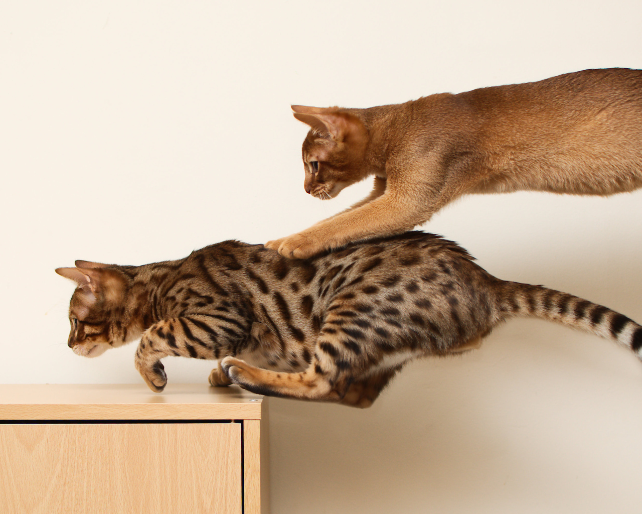 Абиссинская кошка играет с бенгальской