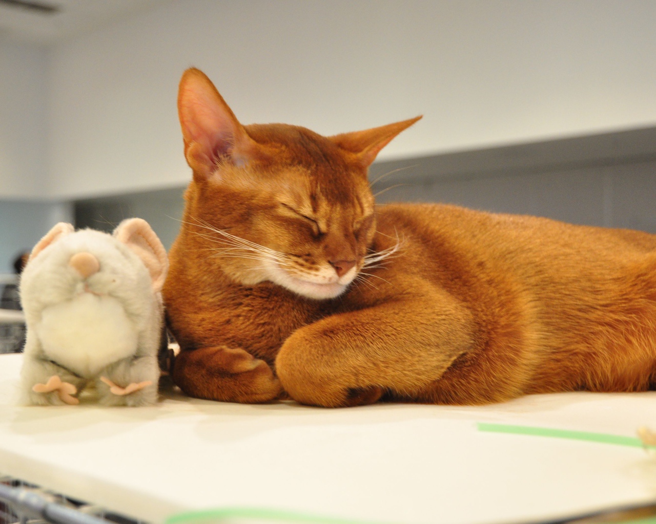 Абиссинская кошка с игрушкой